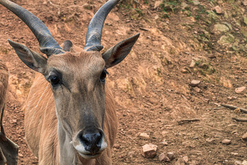 close-up of antelope with ground background