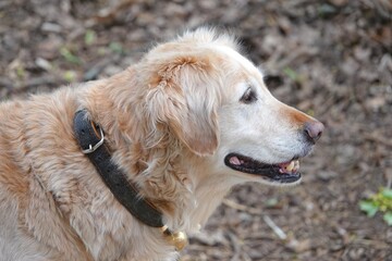 Un golden retriever se balade dans un parc