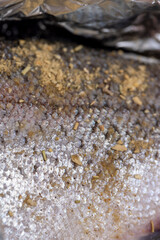 cooking a fish dish with expensive red salmon fish