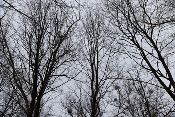 Fototapeta na wymiar deciduous trees in winter during snowfall