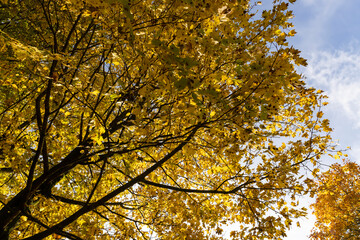 multicolored yellowing maple foliage during leaf fall