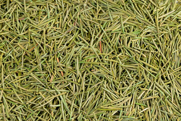 garbage left after the new year from the New Year tree