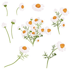 Collection of vector white chamomiles - 729595834