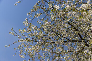 spring garden with cherry blossoms in sunny weather