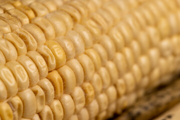 old spoiled sweet ripe corn food