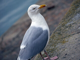 Mouette