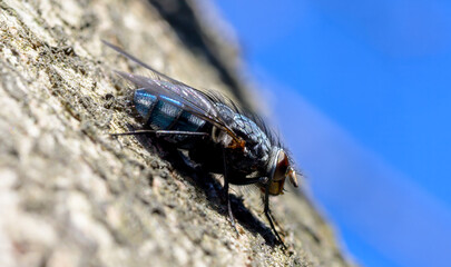 macro of a fly