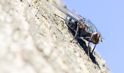 fly on a leaf