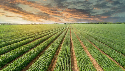Behold the splendor of a picturesque soybean field, bathed in the warm glow of a magnificent sunset, promising a plentiful harvest to come.
