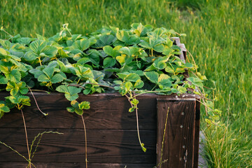 Lots of strawberry bushes with mustache in a high wooden bed in sunny evening light. Cultivated daughter plants. Leaves background close-up. Home gardening. Green healthy garden. High quality 4k