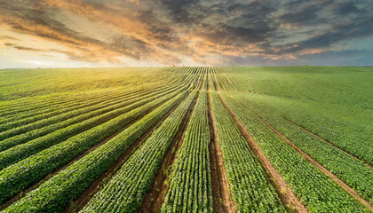 A stunning sunset over a lush soybean field. Rows of soybeans stretch out as far as the eye can see, promising a bountiful harvest.