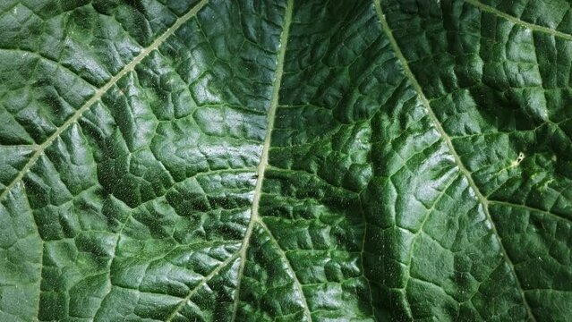 Ants run on green leaf of zucchini plant with streaks and vein close-up. Natural abstract. Textured background. Pests of garden. Beautiful wildlife of world. Flora and fauna. High quality 4k footage