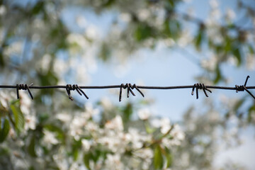 flowers bloom on the trees behind the barbed wire