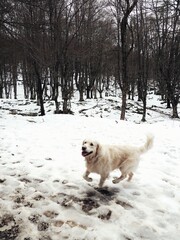 Dog walking in the snowy mountain. 