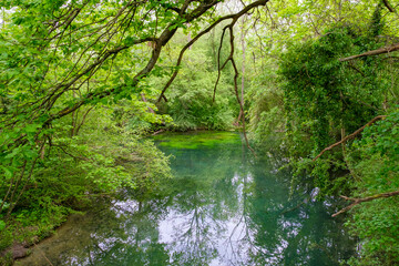 Rivière dans une forêt humide