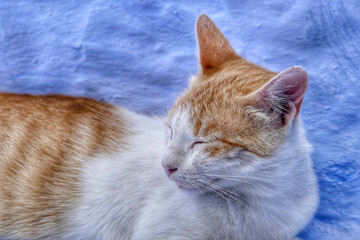 Portrait of an adorable street cat in Morocco