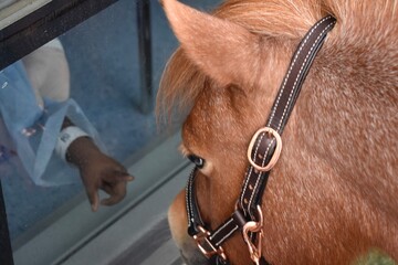 caballo y niño atravez de una ventana
