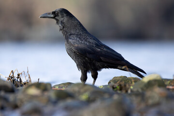 Carrion crow