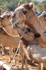 zwei Kamele