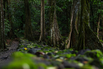 Marae, sentier des ancêtres à Opunohu sur l'île de Mo'orea en Polynésie