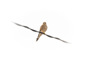 bird on a branch