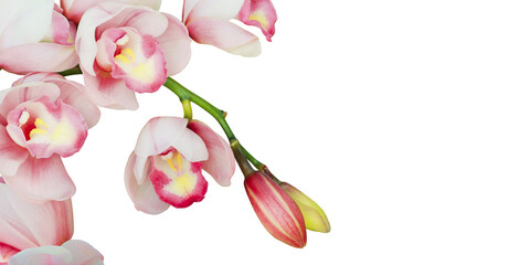 Blooming Pink Cymbidium Orchid Flowers Isolated on White Backgro