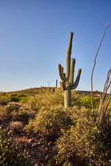 Saguaro Cactus in Arizona Desert with Rolling Hills