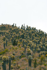 Fotografías de paisaje visto por la vía al parque nacional natural de los nevados en colombia, con sus frailejones, su clima frío, nieve y lagunas. 