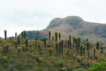 Fotografías de paisaje visto por la vía al parque nacional natural de los nevados en colombia, con sus frailejones, su clima frío, nieve y lagunas. 