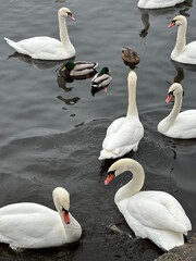 Obraz premium Swans and ducks in the water