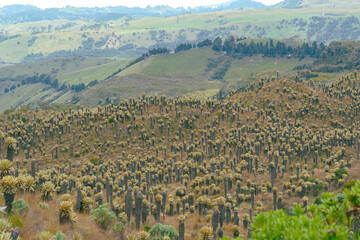 Fotografías de paisaje visto por la vía al parque nacional natural de los nevados en colombia, con sus frailejones, su clima frío, nieve y lagunas. 