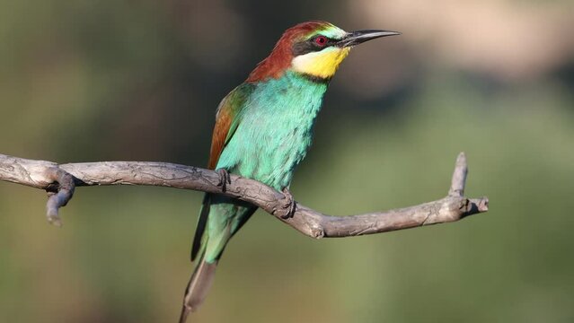 bird, wild beautiful colorful sings on a branch