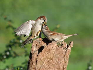 House sparrows fighting for food