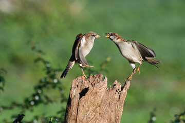 House sparrows fighting for food