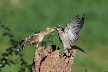 House sparrows fighting for food
