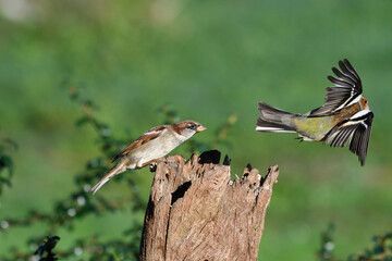 Fight between a house sparrow and a male chaffinch