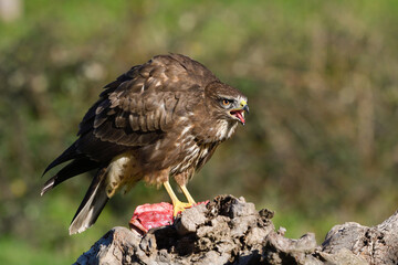 Closeup of a common buzzard perched on a log eating meat