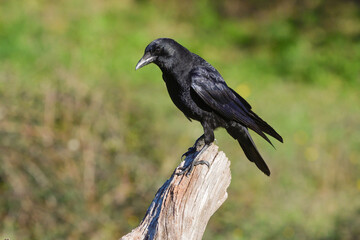 Closeup of a black crow perched on a log