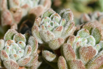 Closeup of a crassulacean plant called Echeveria