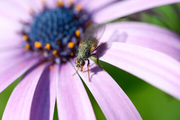 Closeup of a cape daisy flower