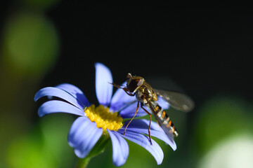 Close-up of the hoverfly Episyrphus balteatus on a Felicia amelloides flower