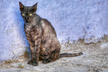 Portrait of an adorable street cat in Morocco
