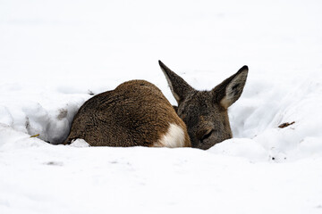 Sleeping roe deer in the snow © Michal Kruk
