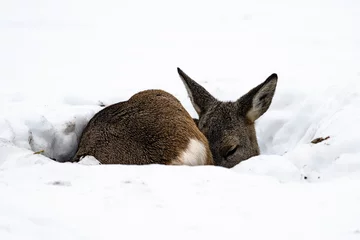 Fotobehang Sleeping roe deer in the snow © Micha