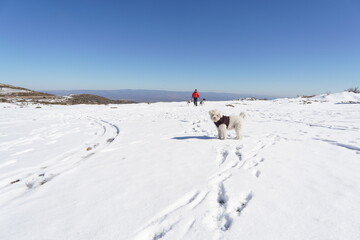 Fototapeta na wymiar Perro blanco en la nieve 
