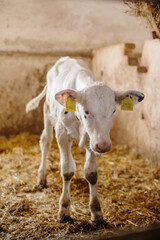A white cute calf is standing on straw in a stable.