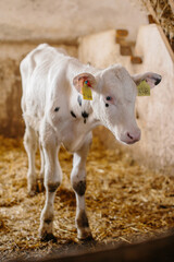 A white cute calf is standing on straw in a stable.