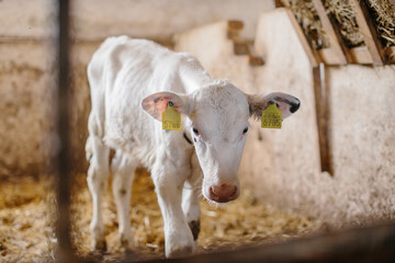 Obraz premium A white cute calf is standing on straw in a stable.