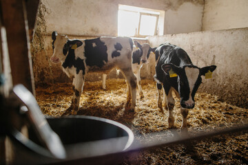 Group of small cows looking out from the stalls on a dairy farm. Calves in the cowshed.