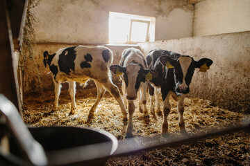Group of small cows looking out from the stalls on a dairy farm. Calves in the cowshed.